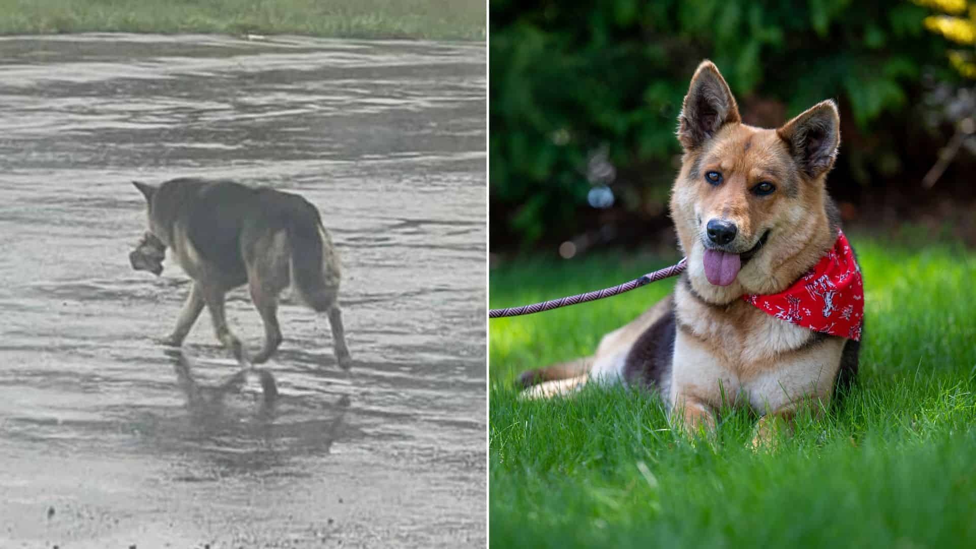 abandoned stray dog found and rescued