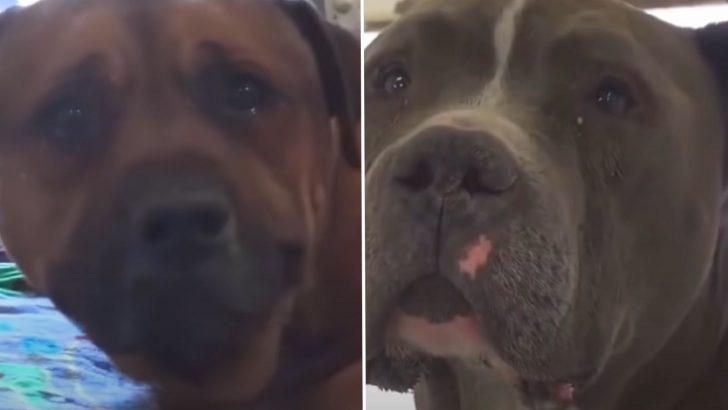 Dog Sheds Tears After His Family Abandons Him At The Shelter