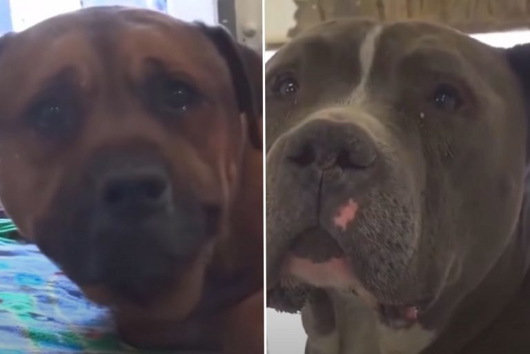 abandoned dogs crying at shelters