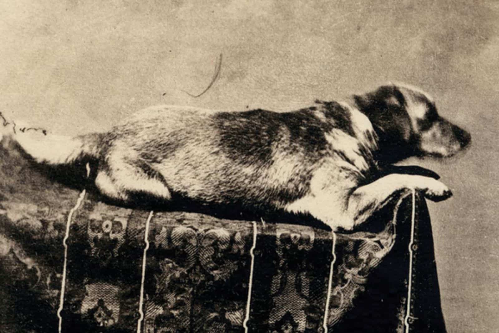 Abraham Lincoln’s Dog