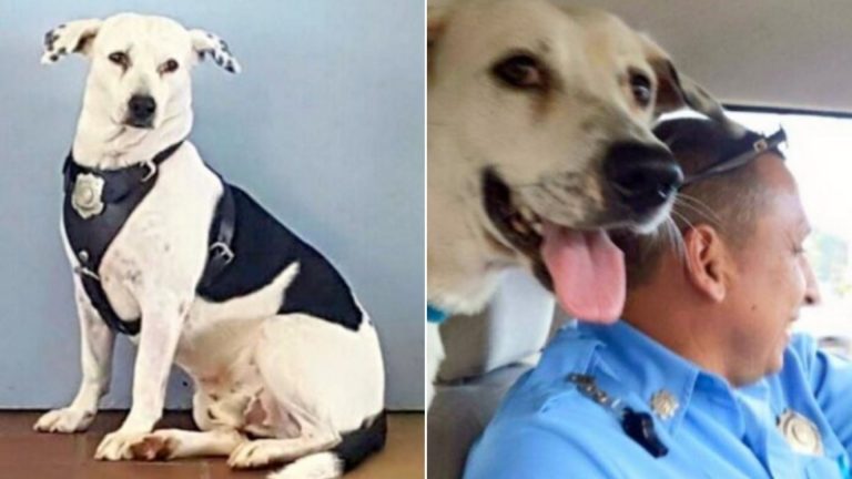 abused dog in a police station
