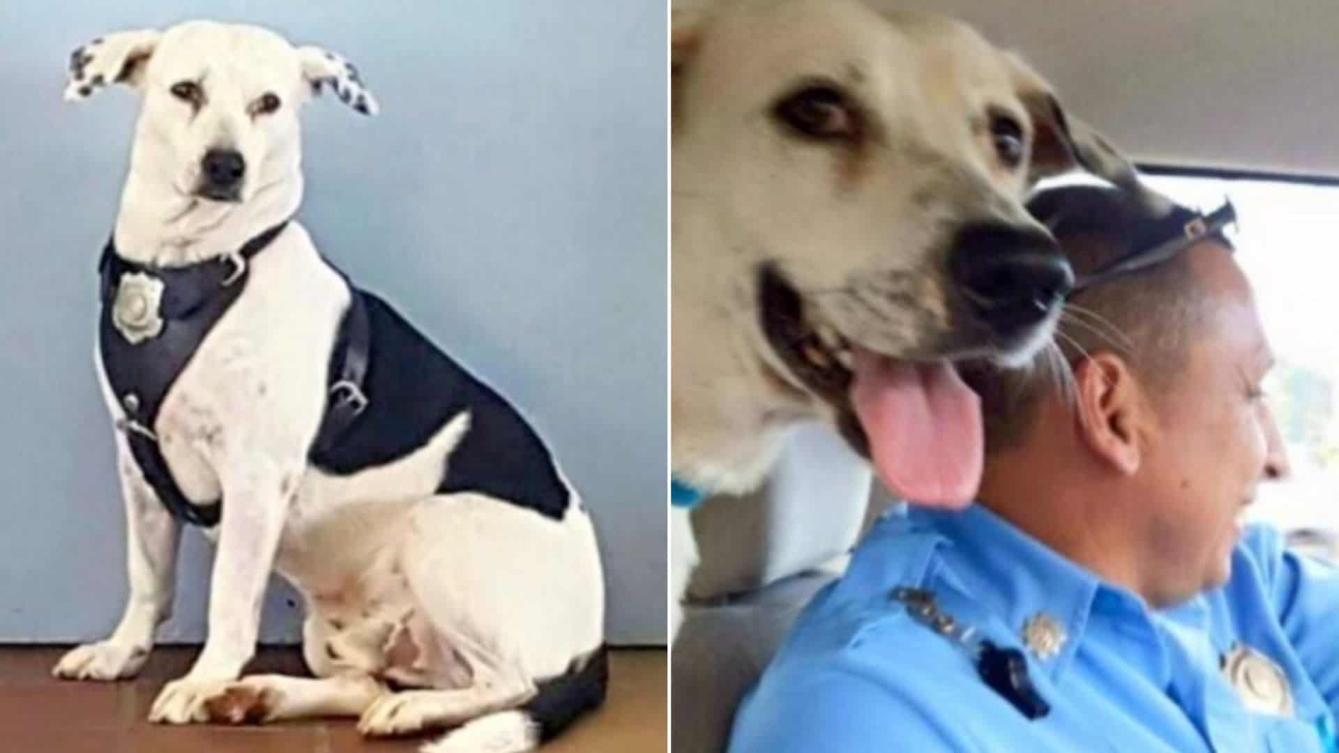 abused dog in a police station