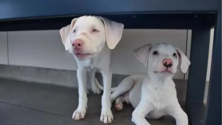 Adorable Deaf   Blind Puppy Finds Forever Home With Her Loving Guide Dog Brother