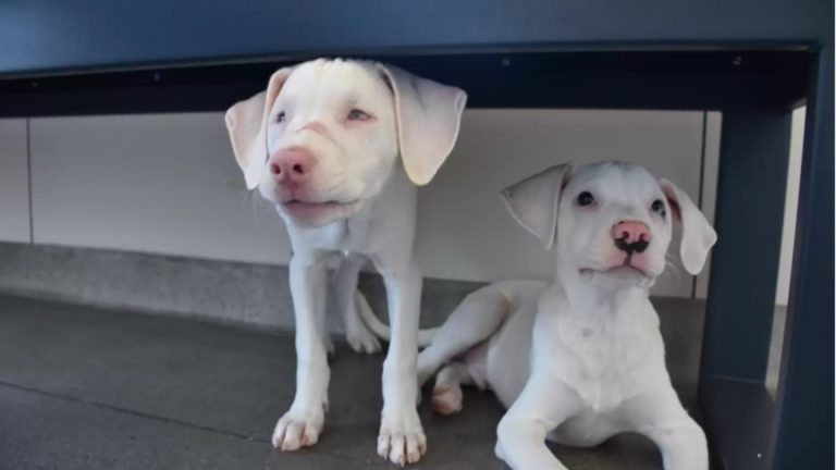 deaf and blind dog
