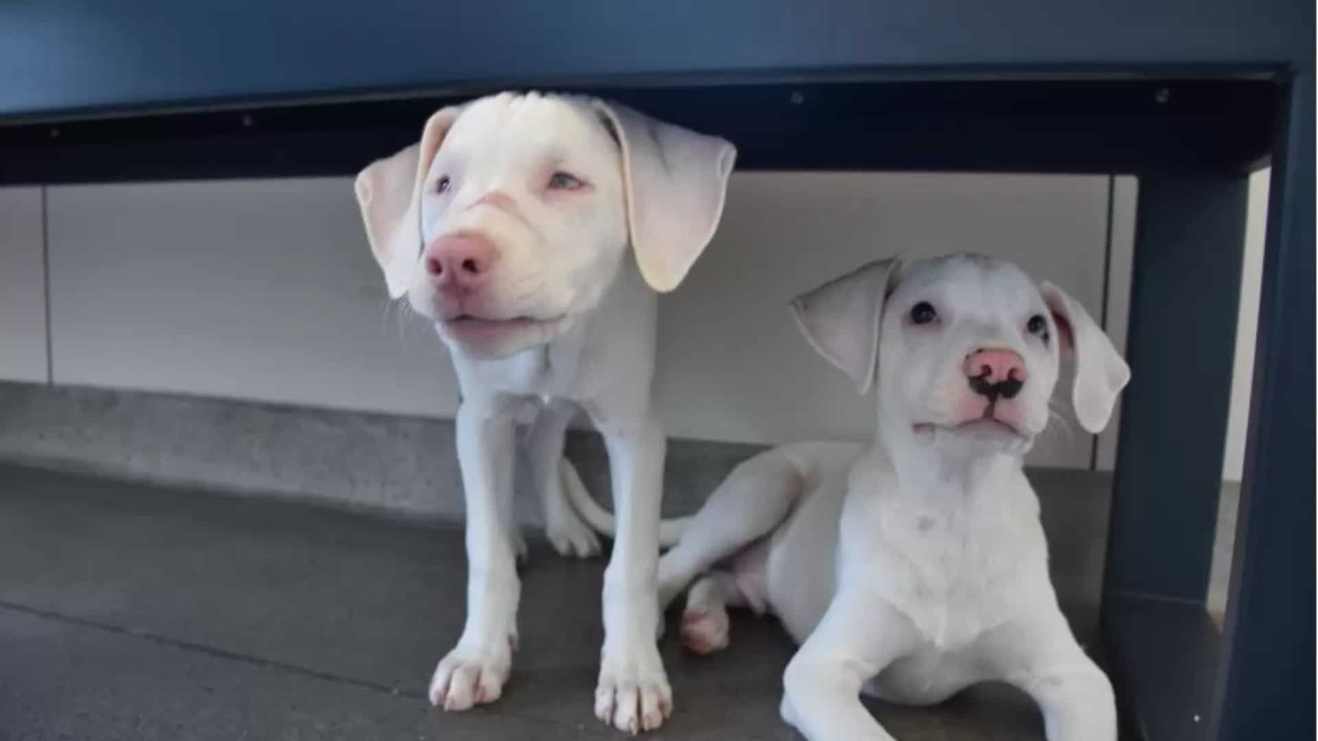 deaf and blind dog