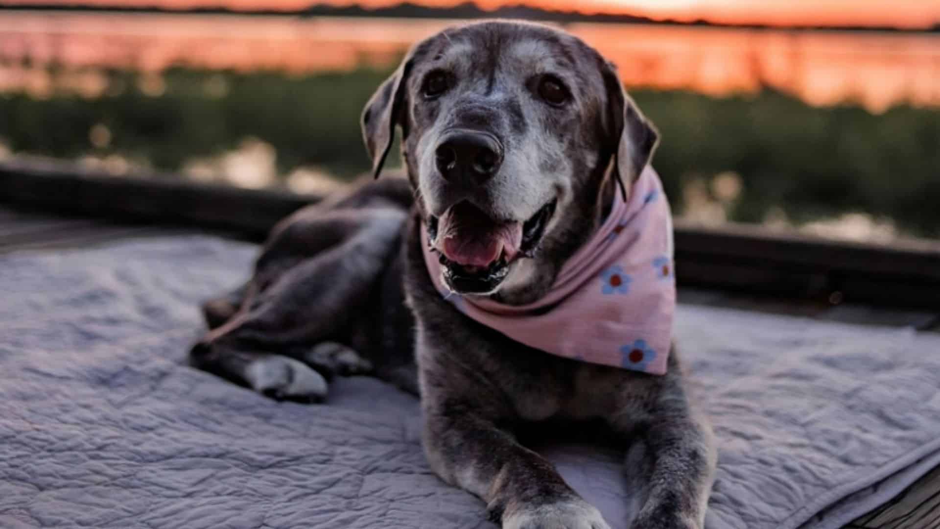 old dog lying outdoors