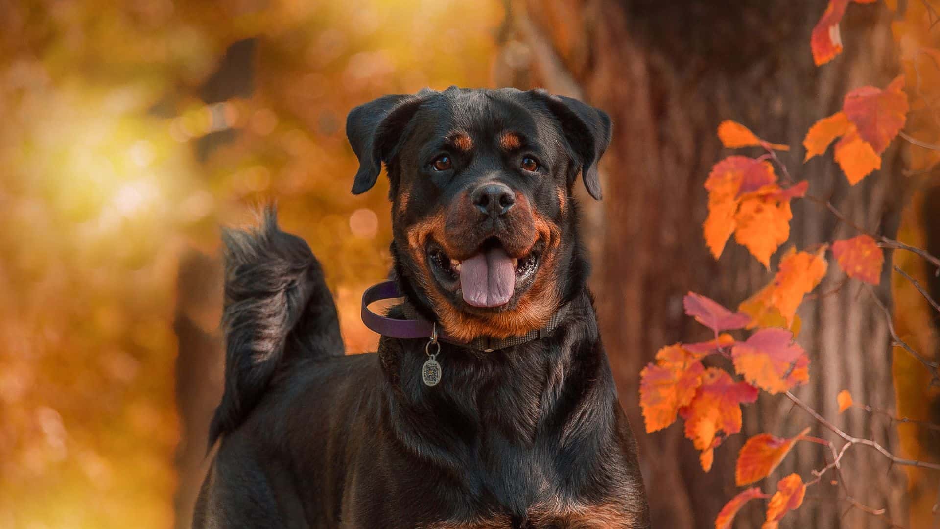 rottweiler dog