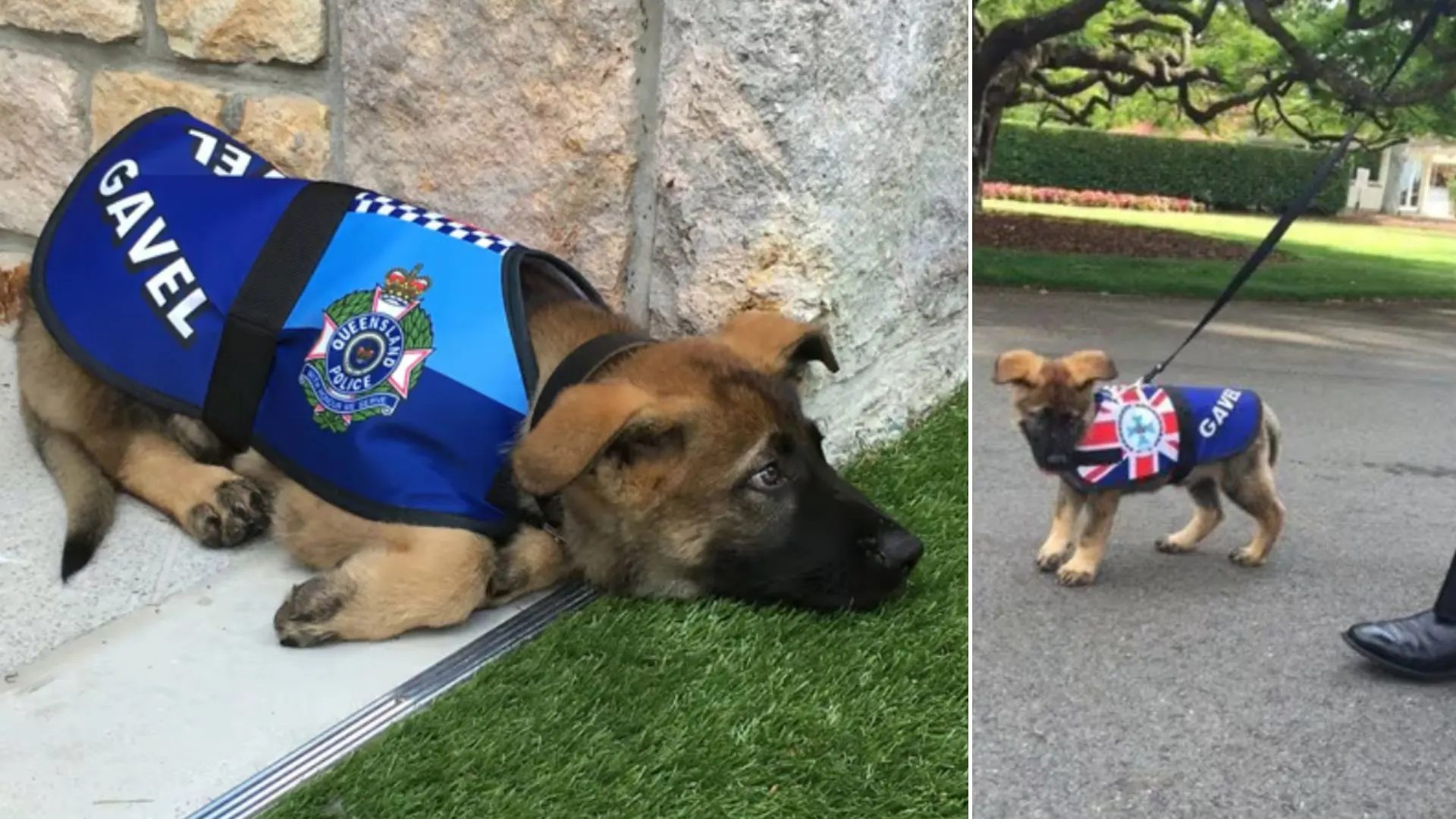 Aspiring Police Dog Fired For Being Too Friendly Gets An Even Better Job