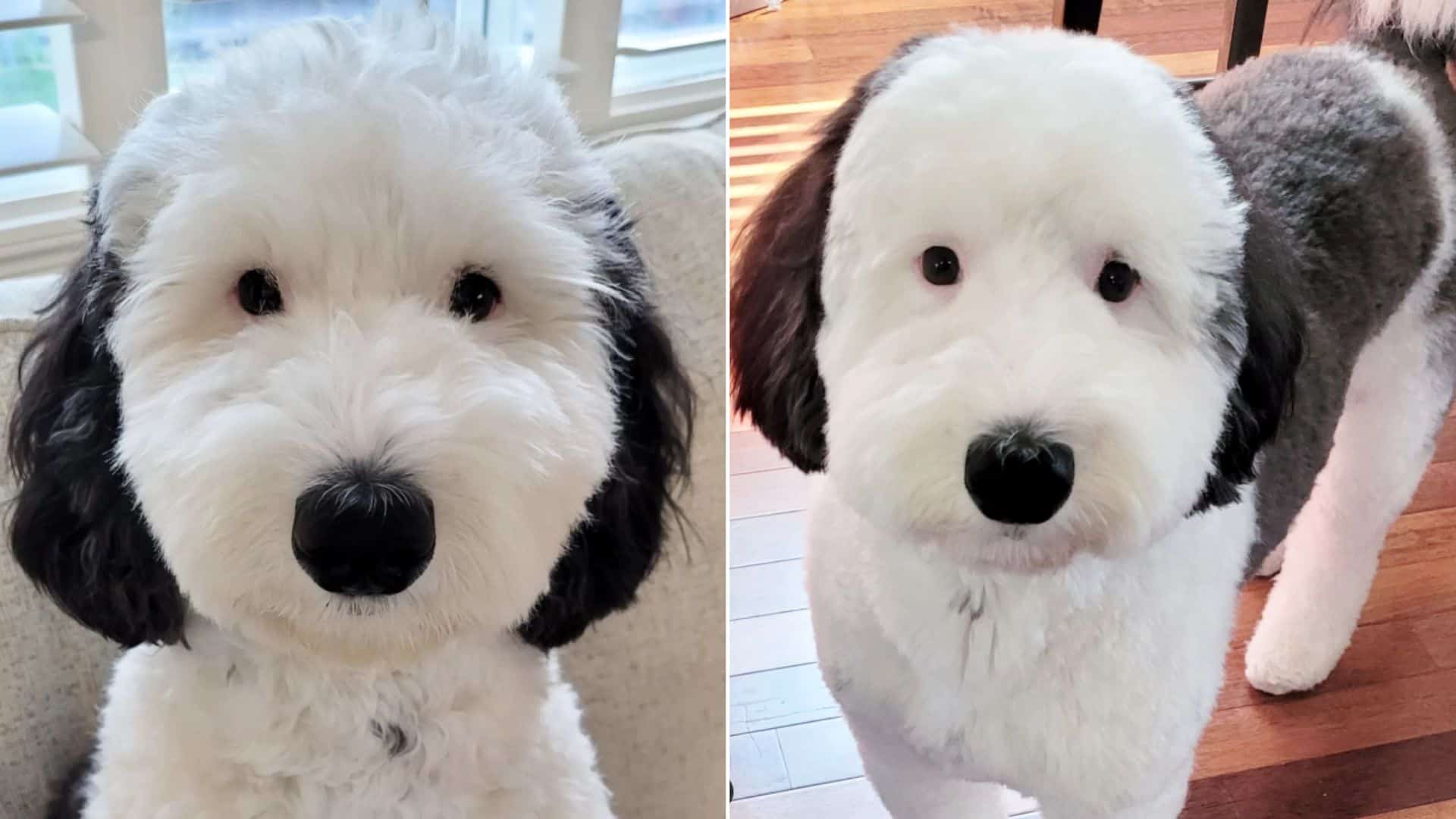 Bayley, Snoopy's real life lookalike