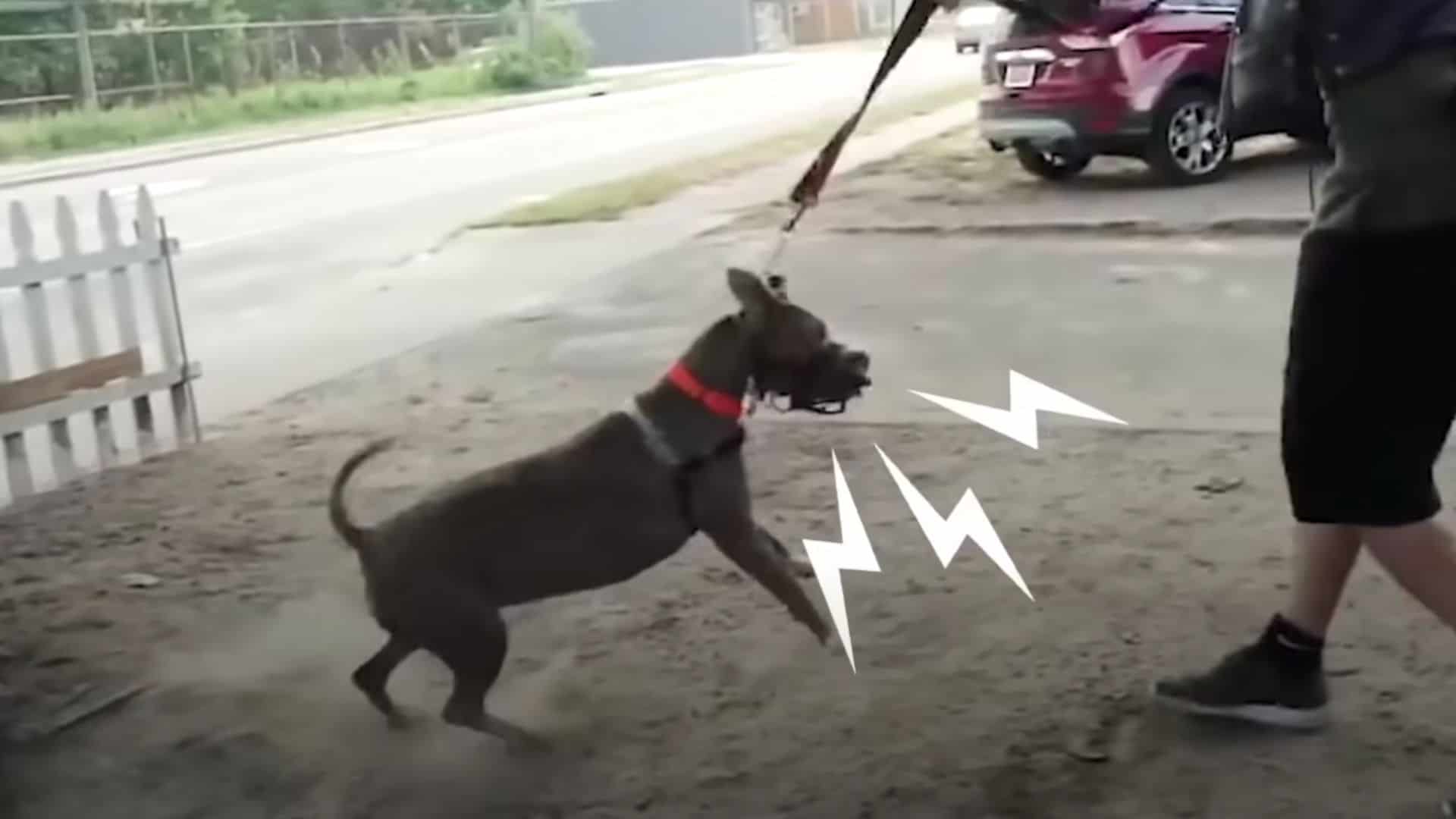 This Dog Proves That Aggressive Behavior Can Be Healed