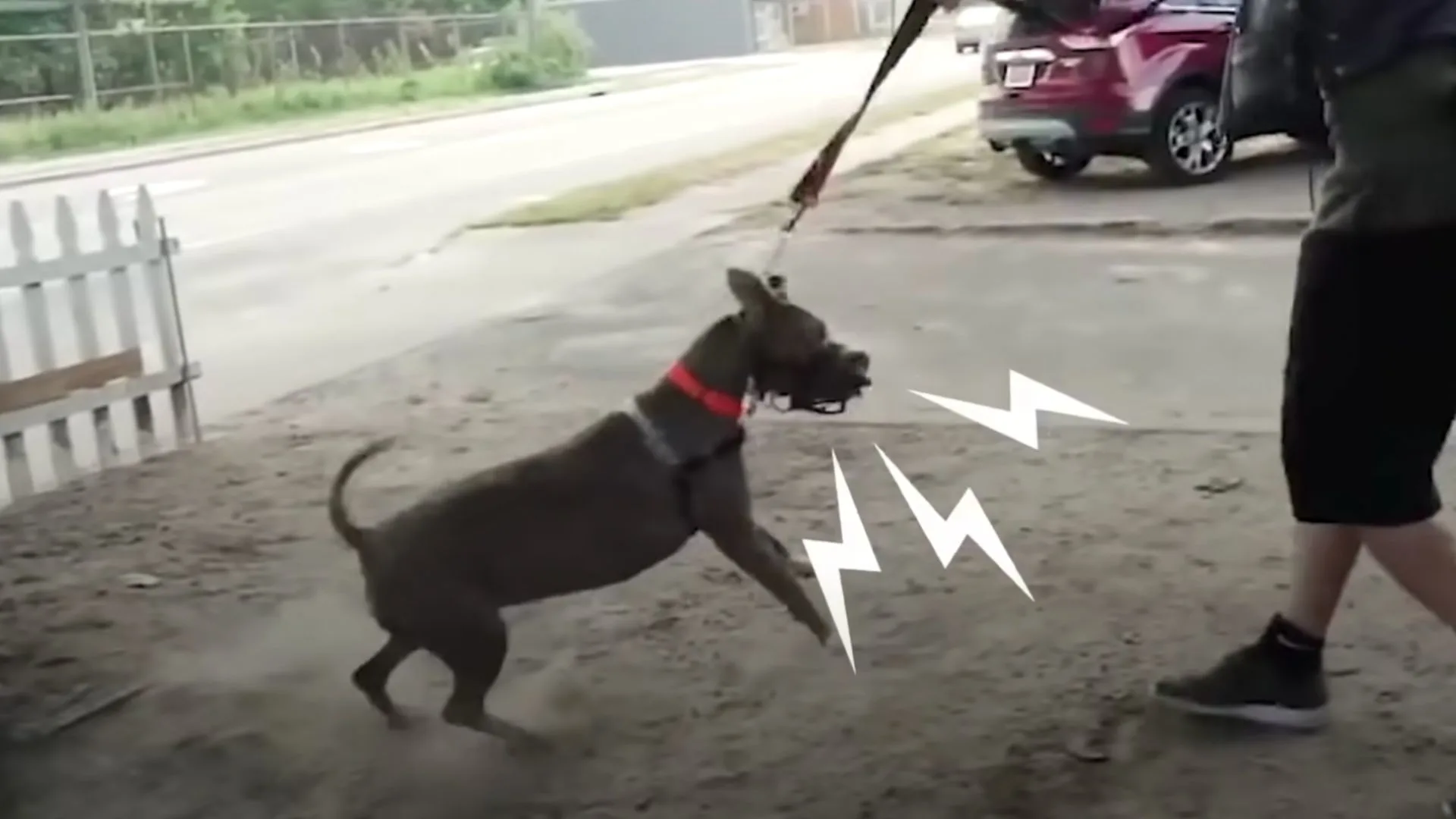 Este perro demuestra que el comportamiento agresivo se puede curar
