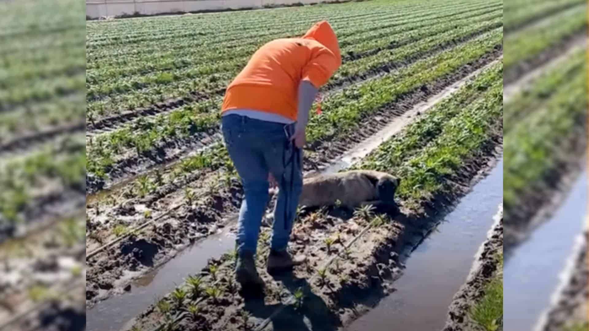 man and dog in mud