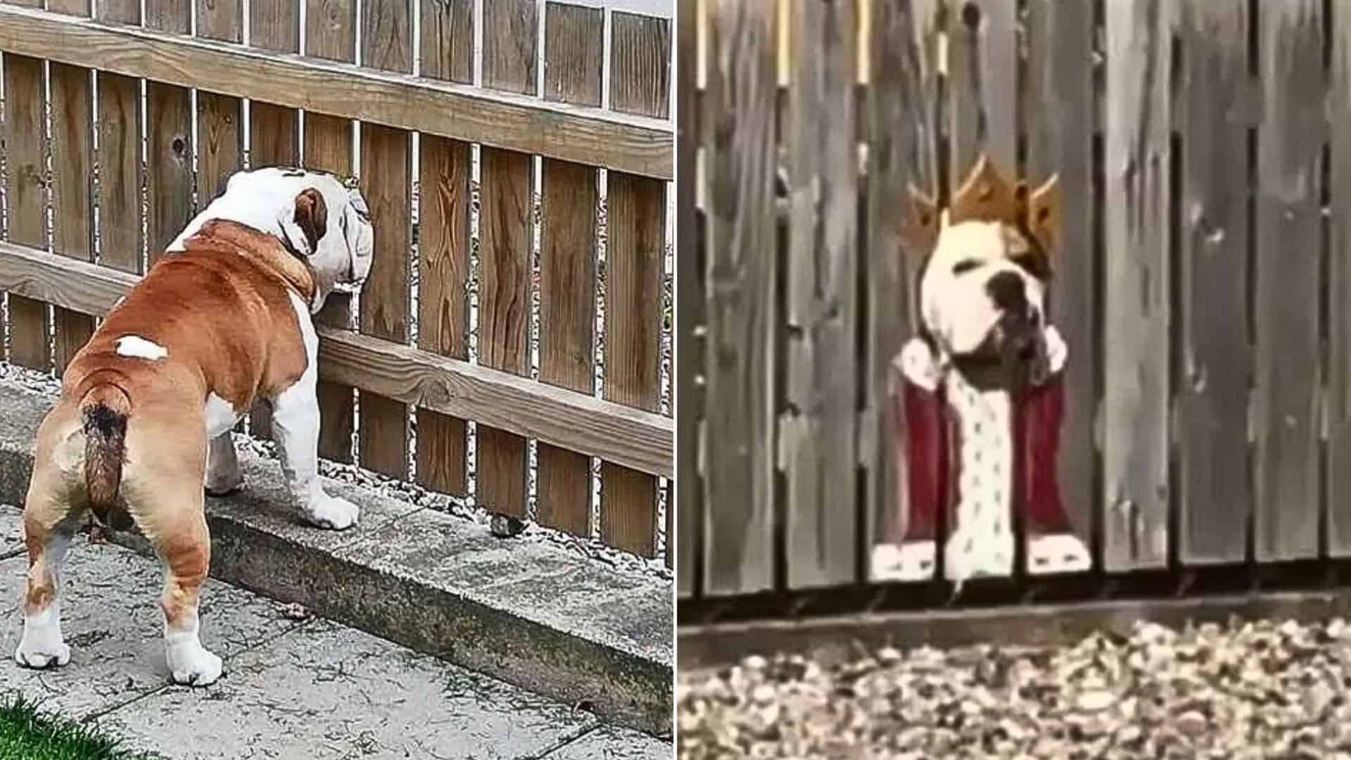 photo of bogart the bulldog on his street