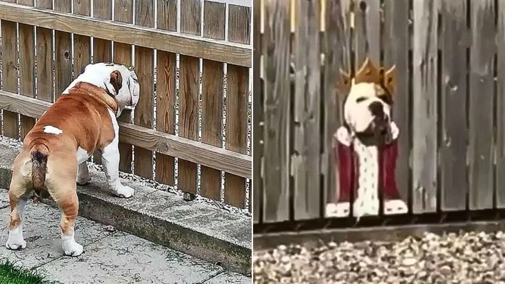 photo of bogart the bulldog on his street