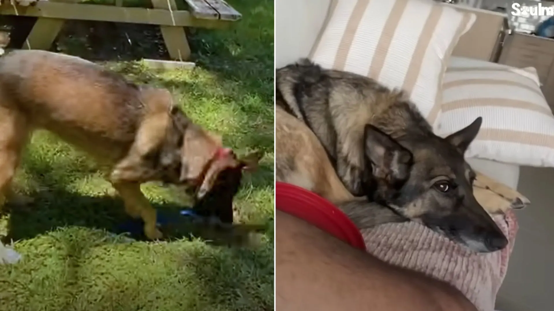 bomb detection german shepherd dog