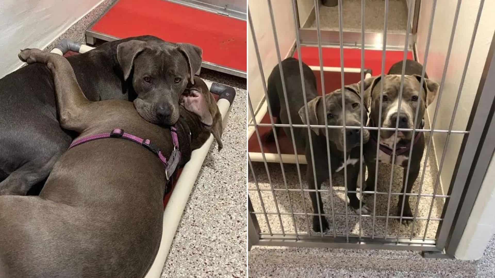bonded pair of pitbull friends