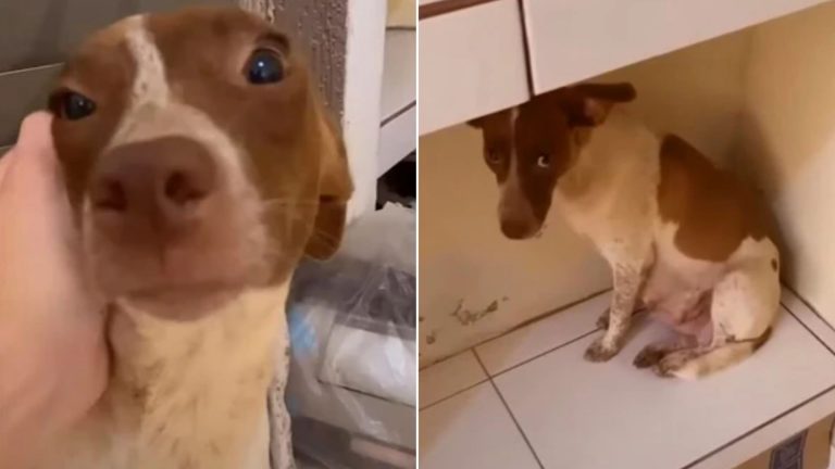 brave dog mom in a shelter