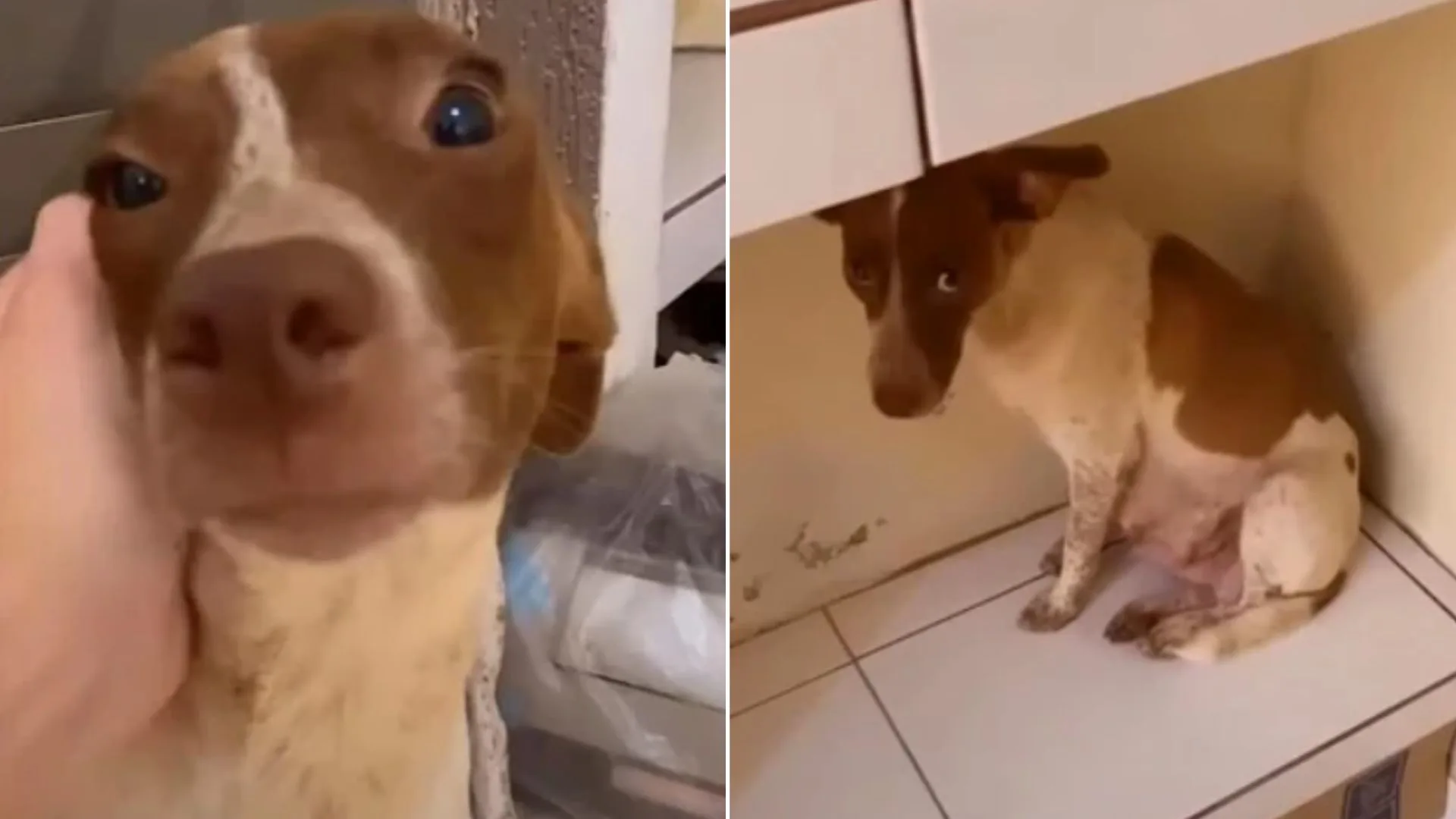 Esta mamá de perro callejero da a luz y encuentra el amor en el refugio
