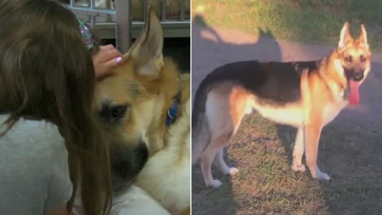 brave german shepherd who saved a girl from a snake
