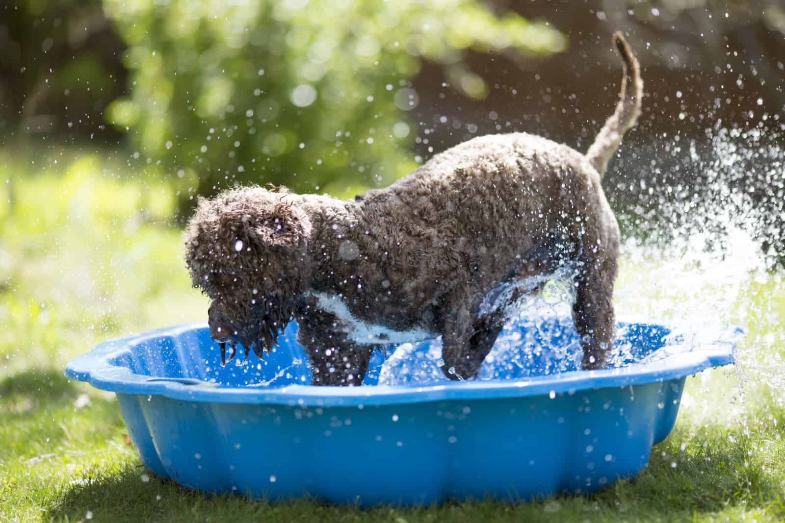 Brown dog is splashing the water on a children pool outdoors