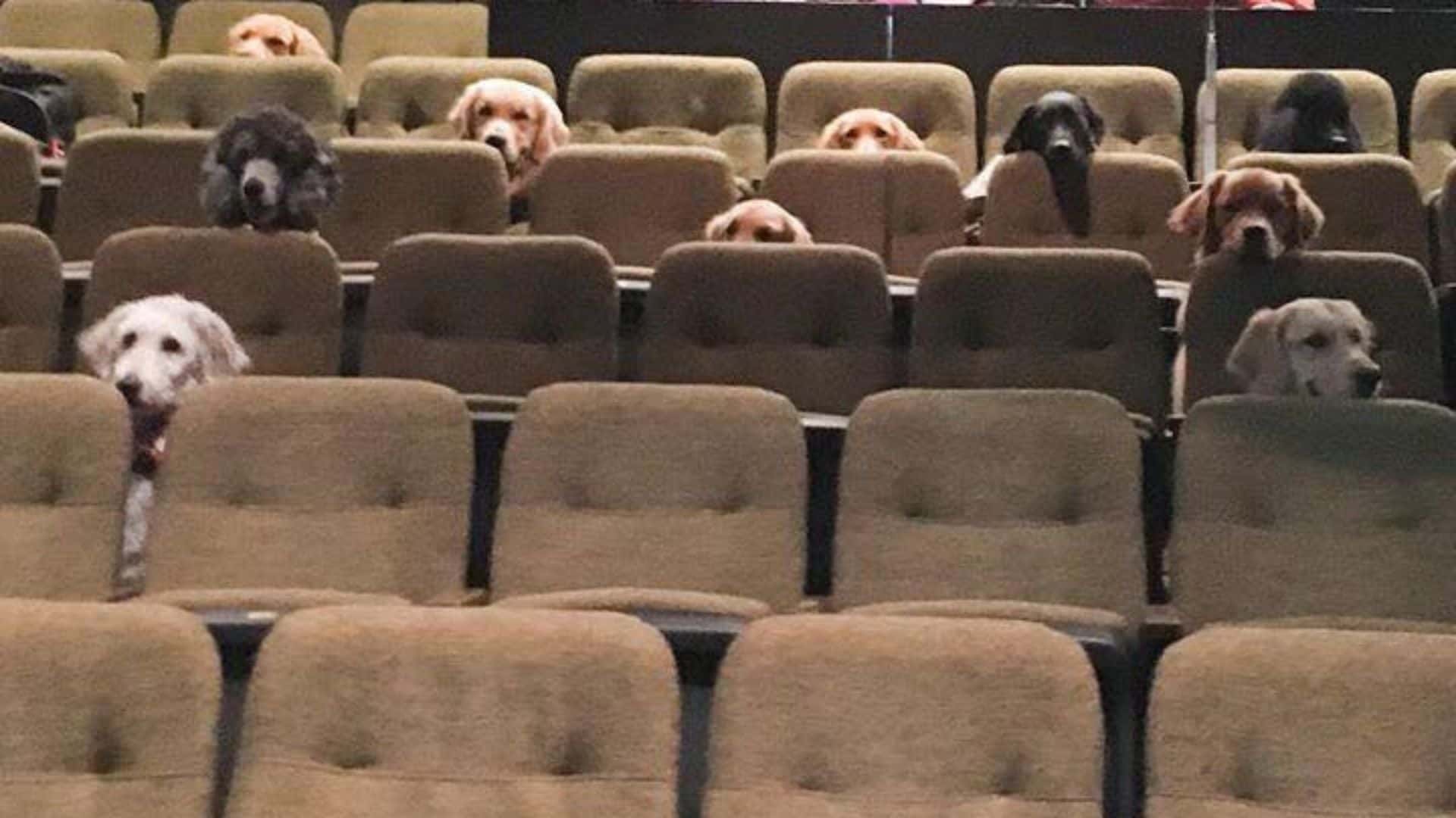dogs on musical