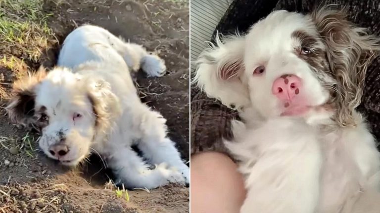 deaf and blind puppy
