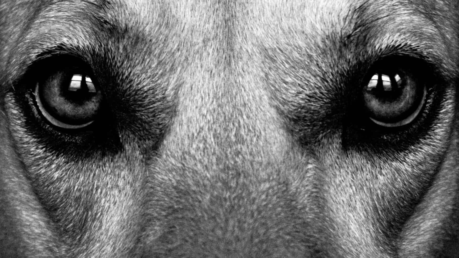 dog eyes close up
