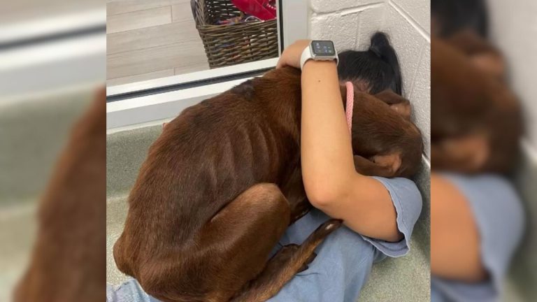 dog hugging a woman