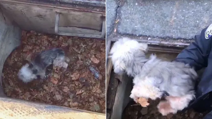 Dog Rescued From Storm Drain After Being Missing For 3 Days 