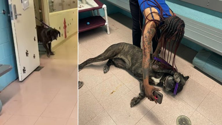 dog reunites with her family after 5 years