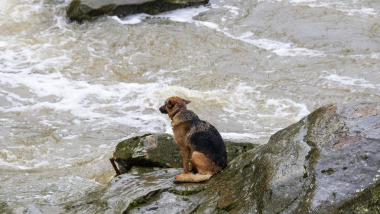 dog stranded on a rock