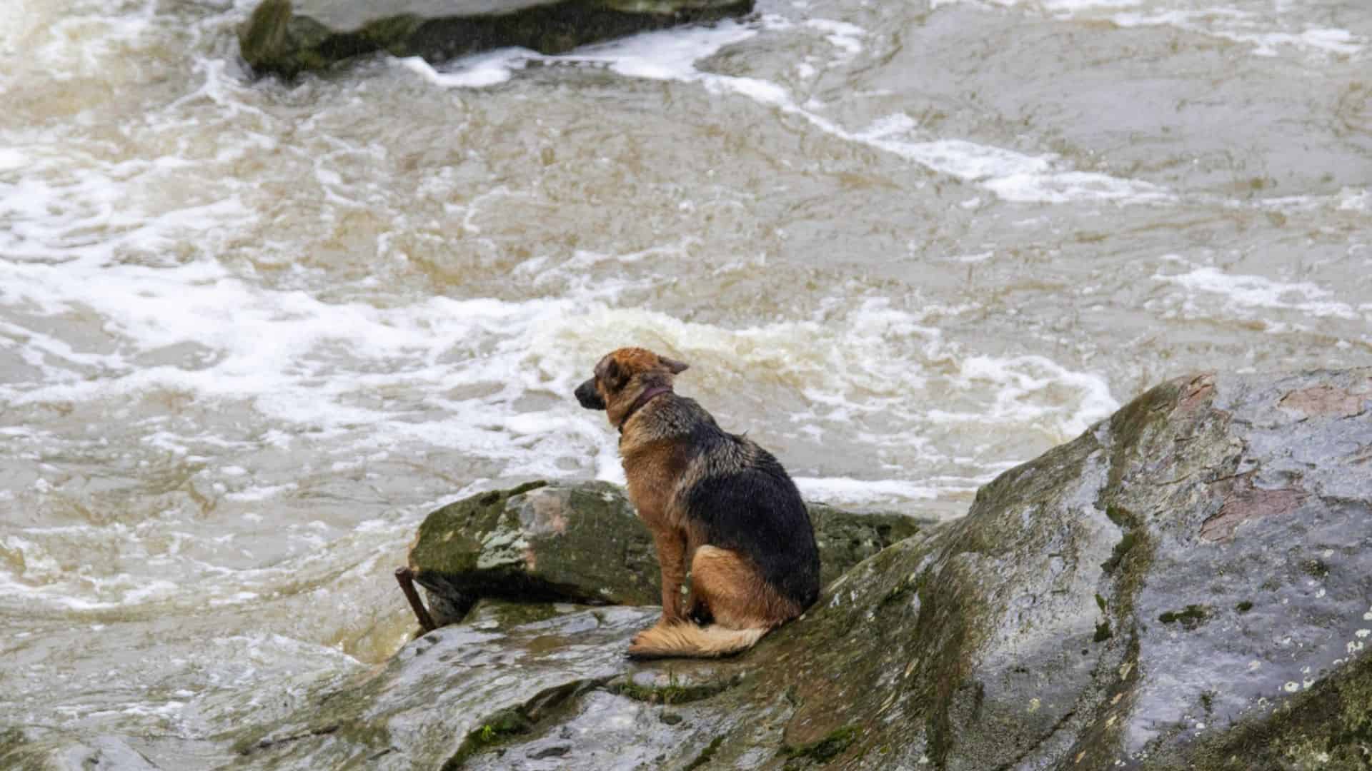 Dog Stranded On A Rock In The Middle Of A River With Rapid Currents Gets Saved