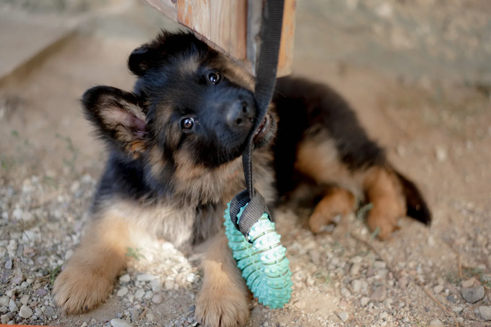 German Shepard puppies in the nature in sun playing with a chew toy