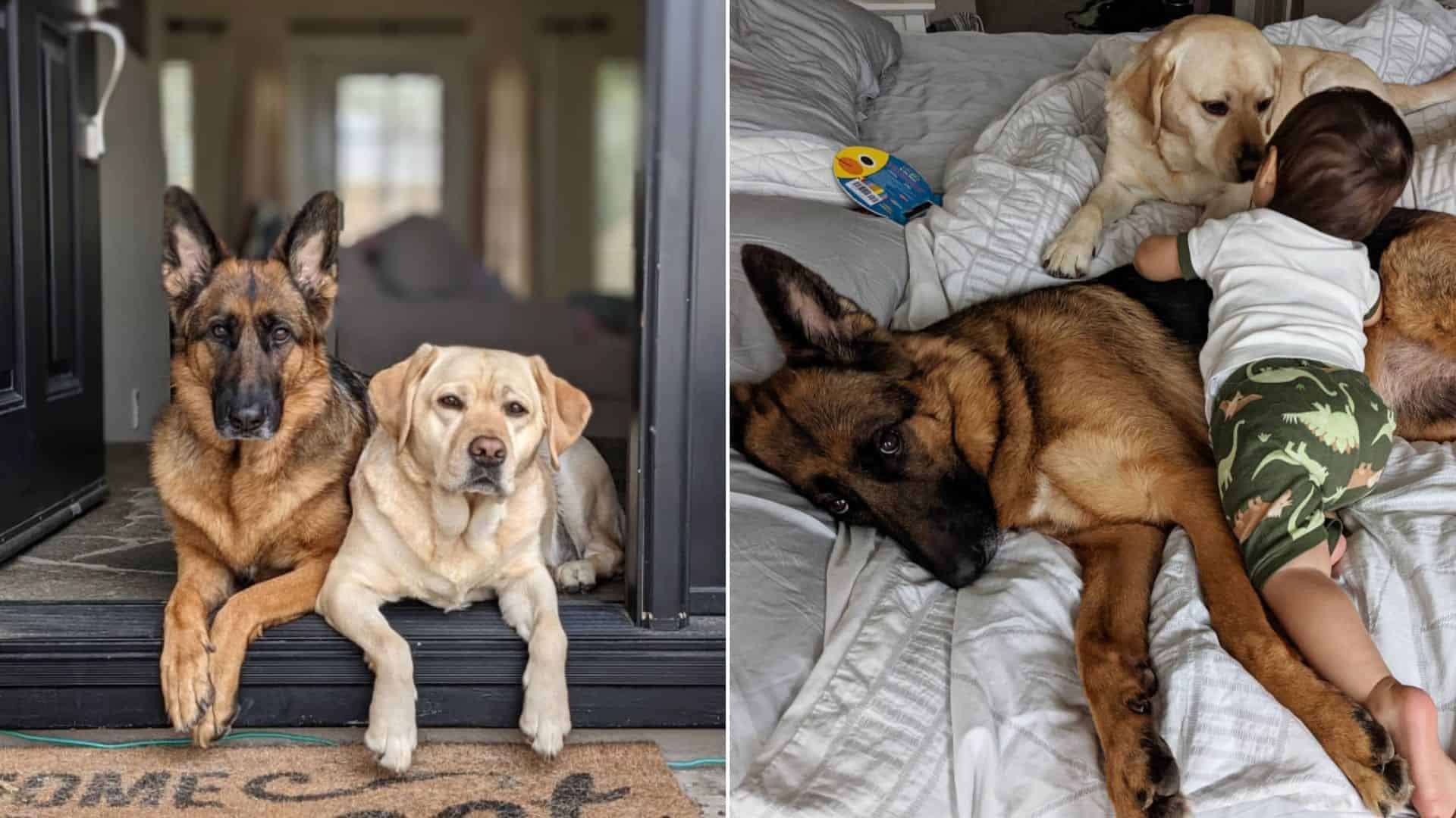 Family Dogs Are Beyond Excited Because They Got A Little Brother