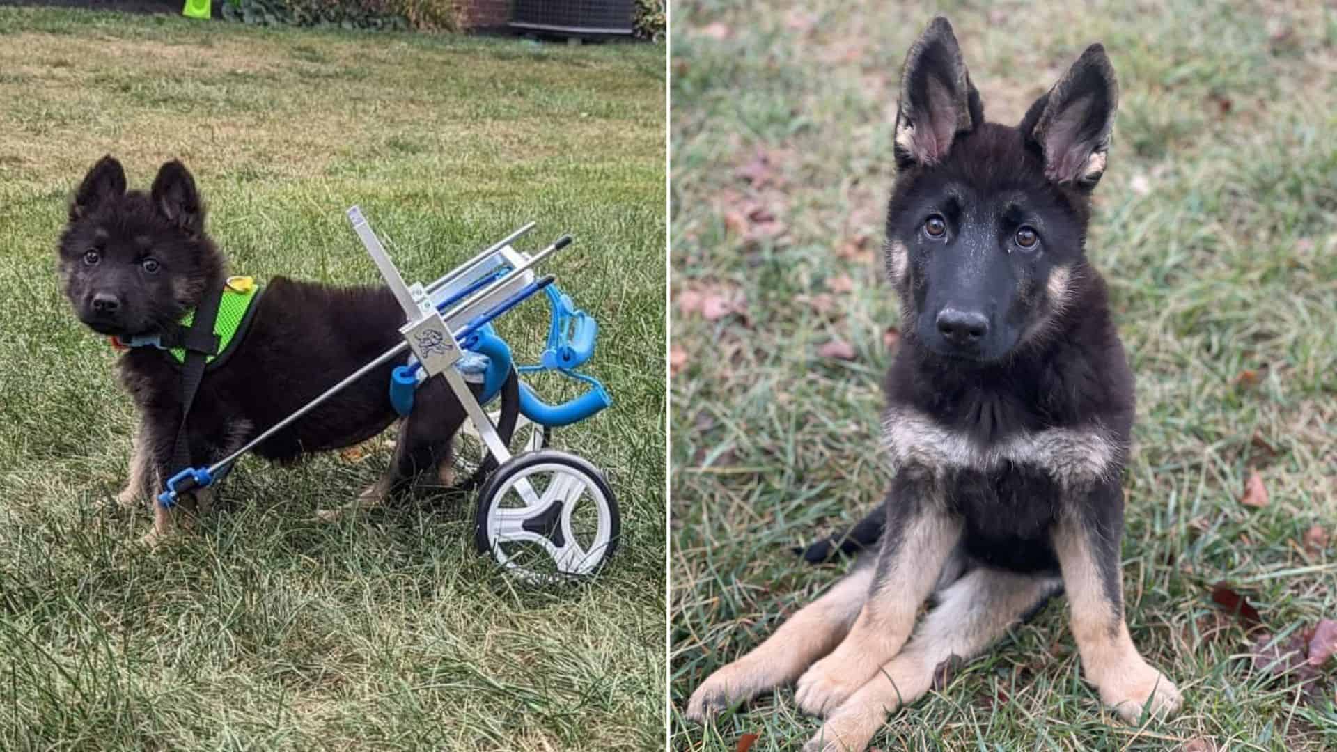 disabled German shepherd