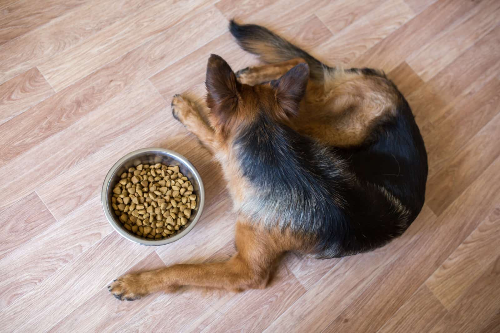German Shepherd Dog refuses dry food