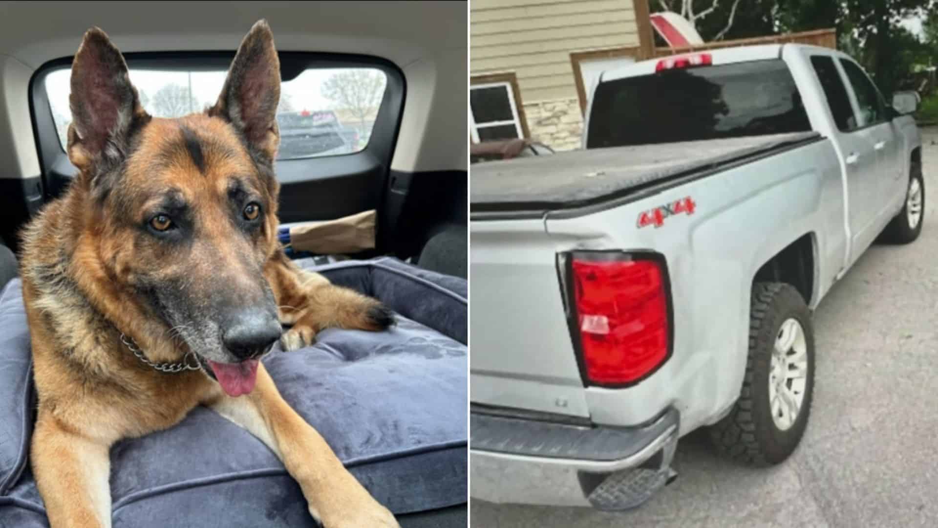german shepherd dog found safe