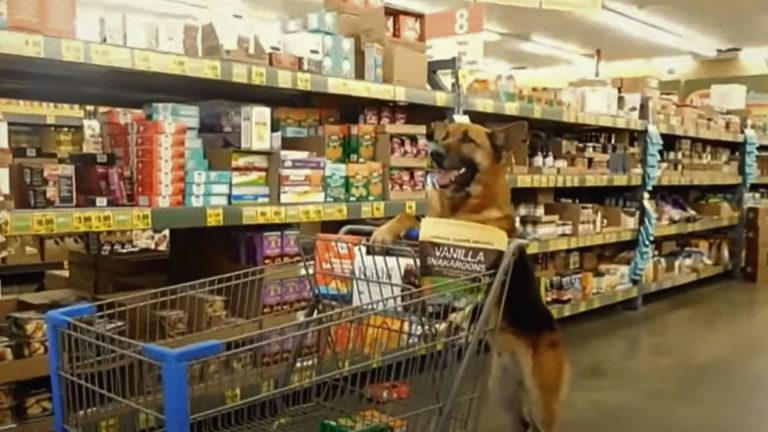 german shepherd in shopping