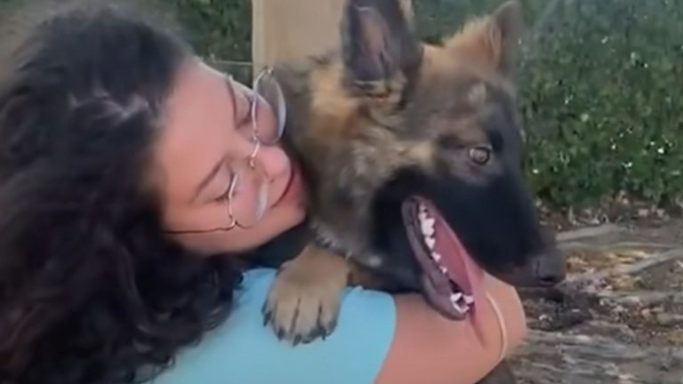 German Shepherd With Cerebellar Hypoplasia Escapes Euthanasia And Finds Forever Home