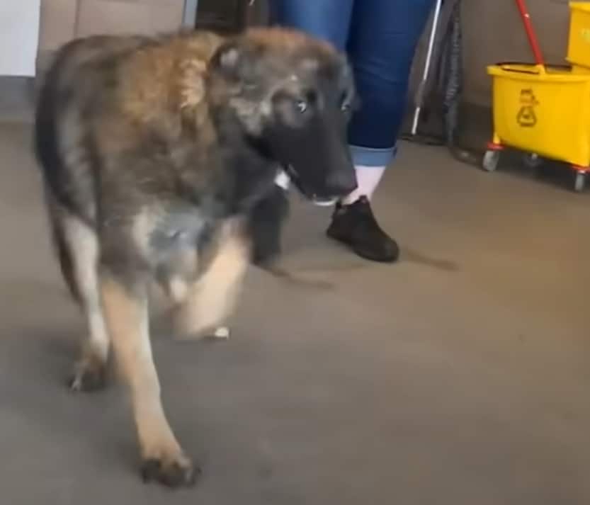 German Shepherd With Cerebellar Hypoplasia gets a second chance