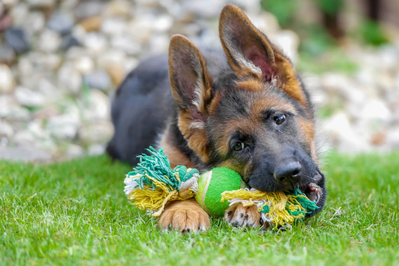 German Shepherd dog chewing on his toy