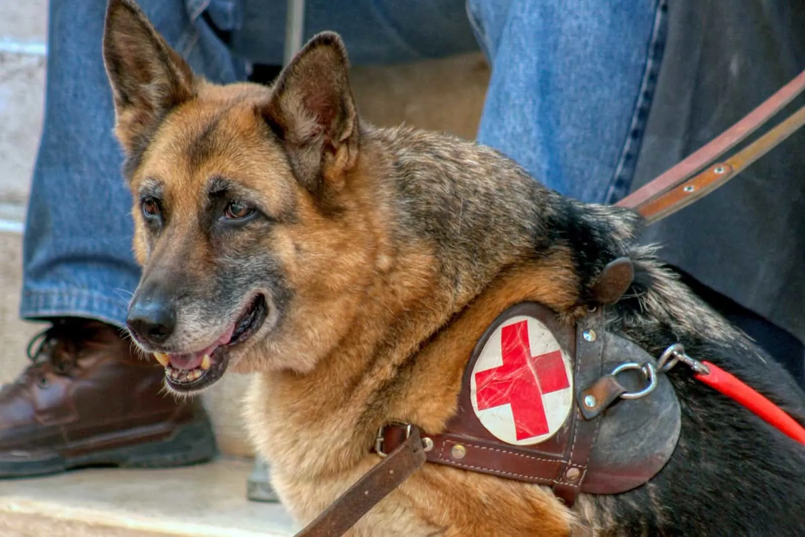 German shepherd, guide dog for blind men