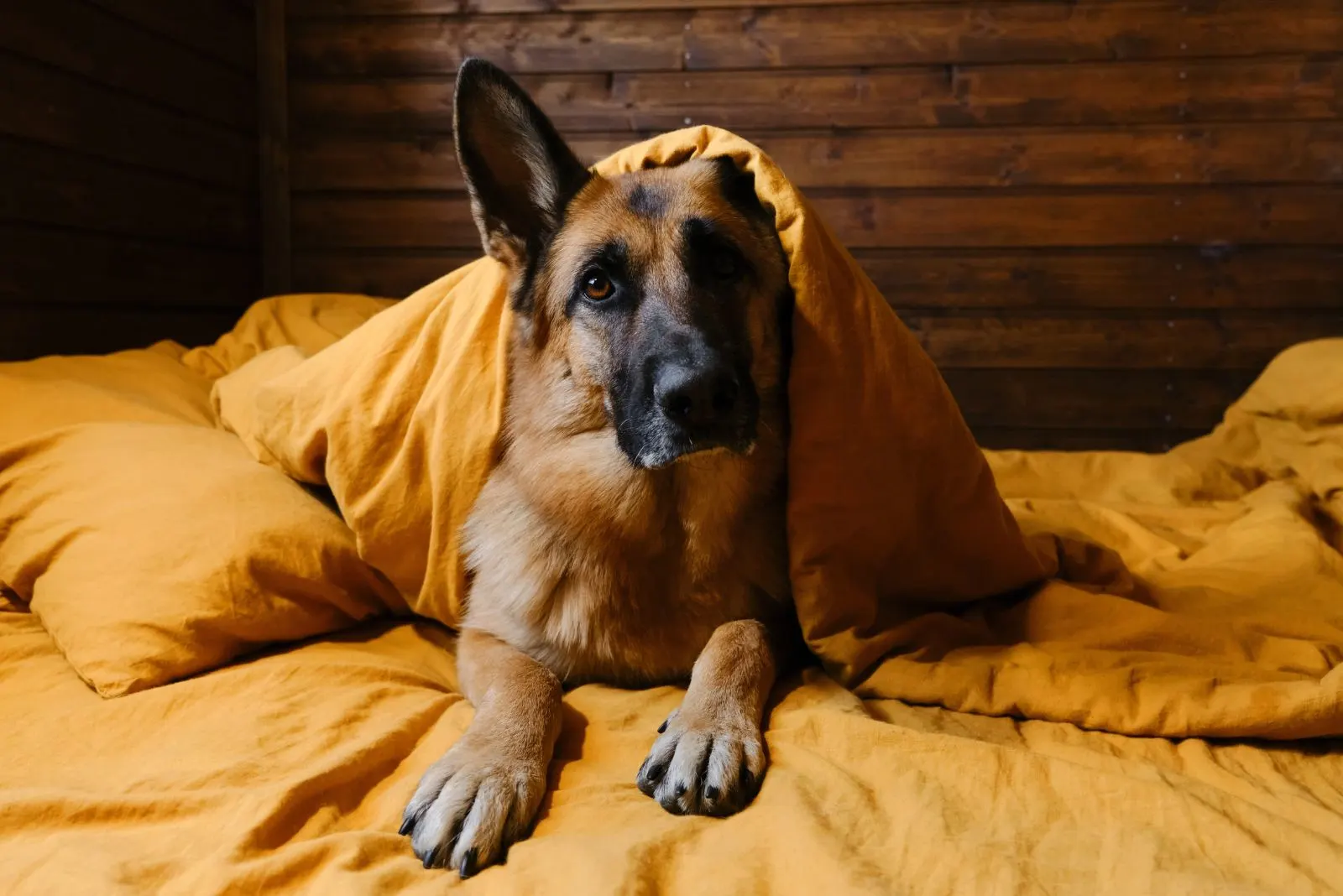 German shepherd with a yellow quilt on his head