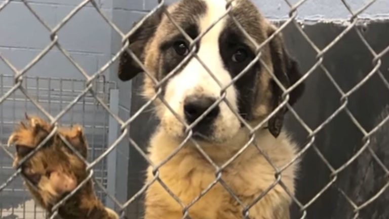 big sad dog in a cage