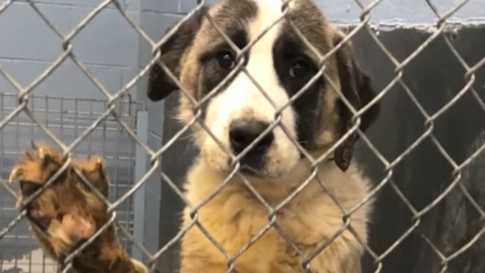 Perro de refugio que vivió en una pequeña jaula durante 6 años se asusta por una hamburguesa con queso