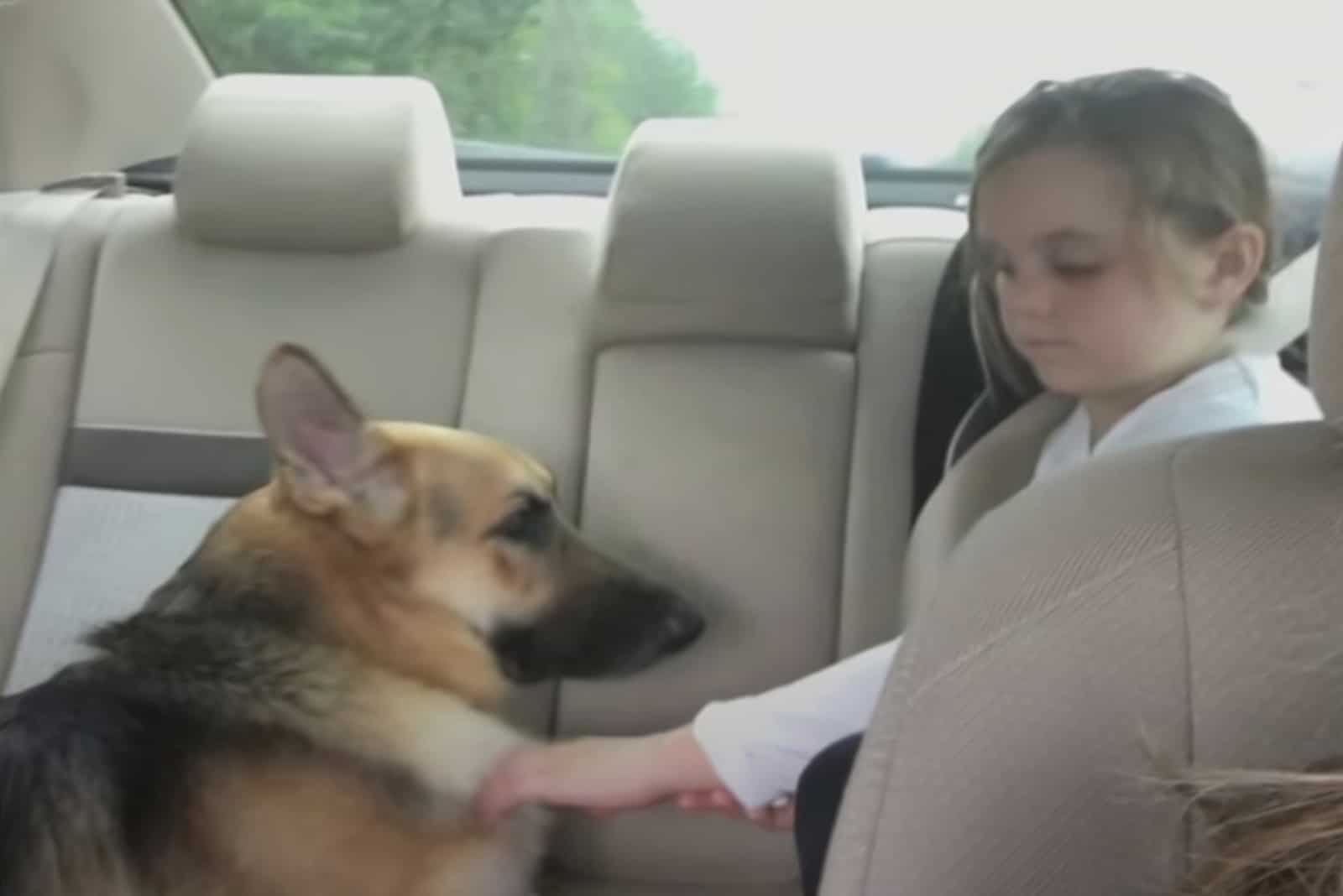 Haus the GSD and the girl together in the car