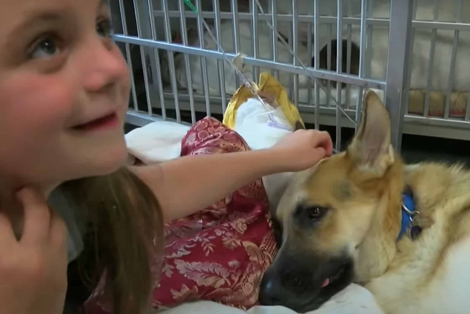 Haus the brave GSD and the girl whom he had saved