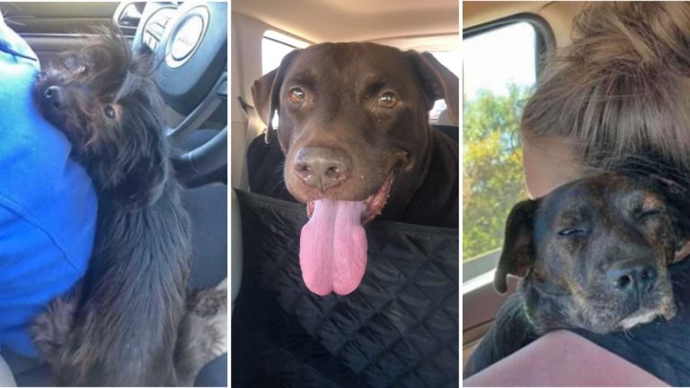 woman rescues three dogs