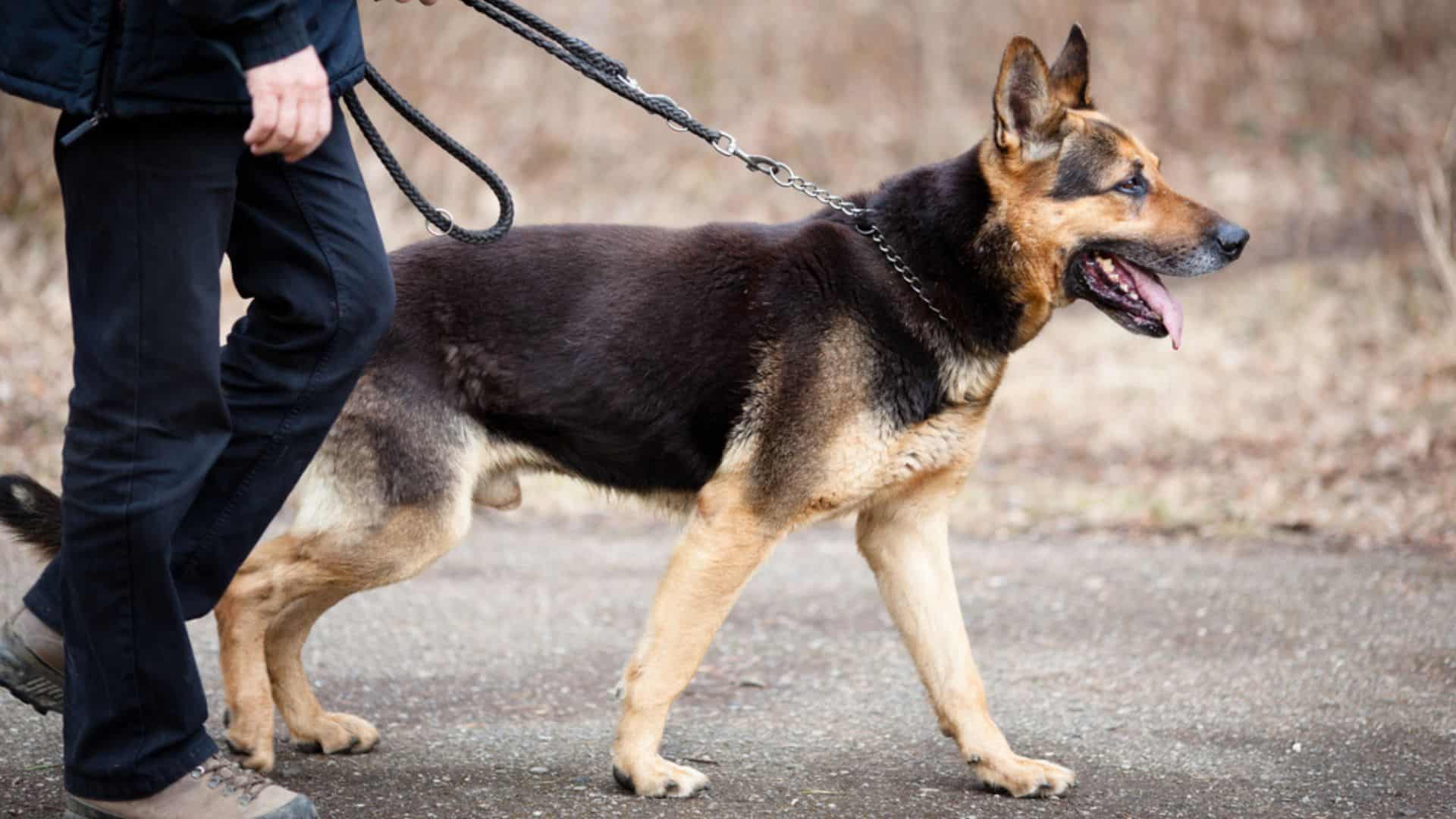 german shepherd in a walk