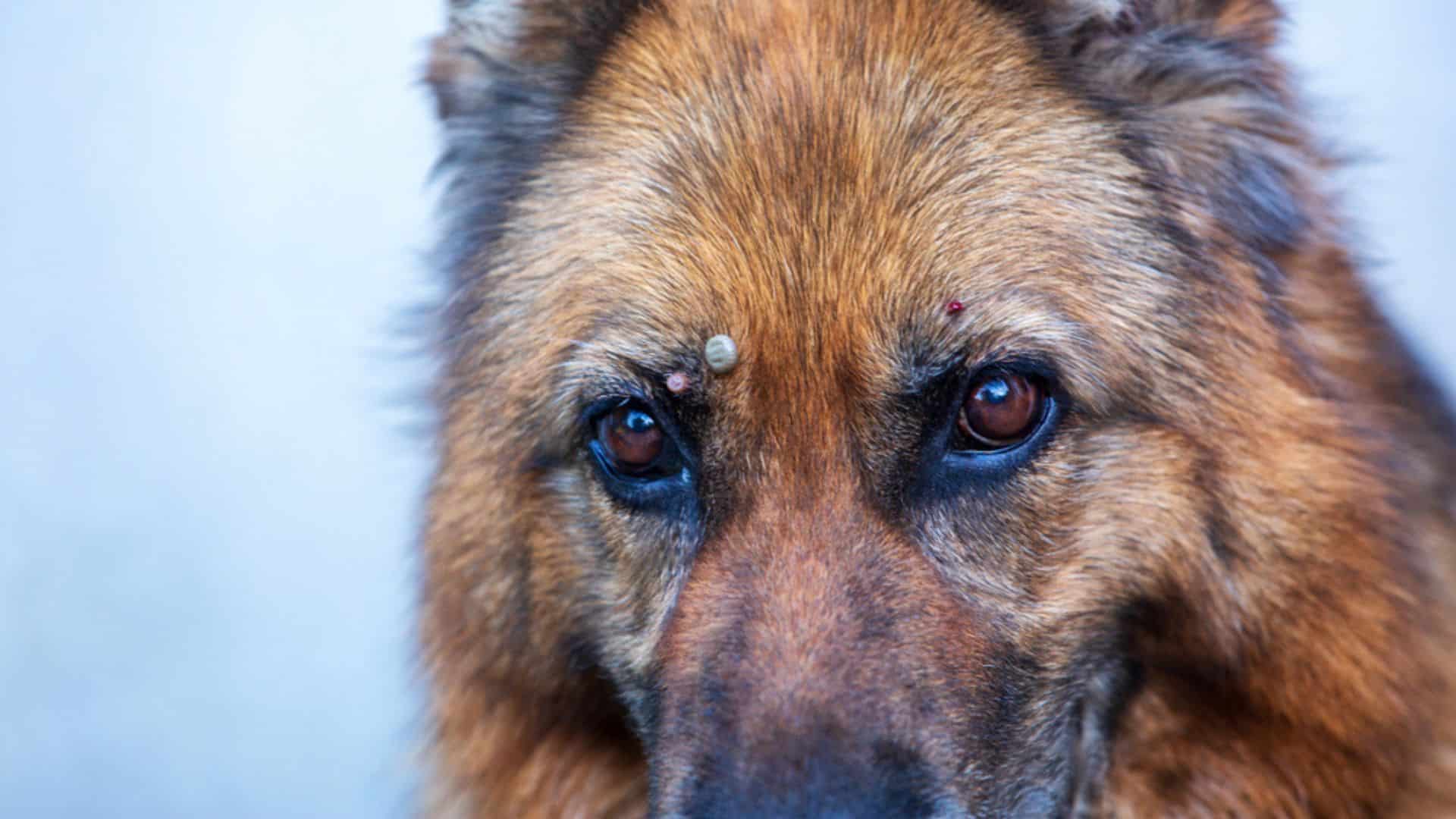 dried deadtick on german shepherd